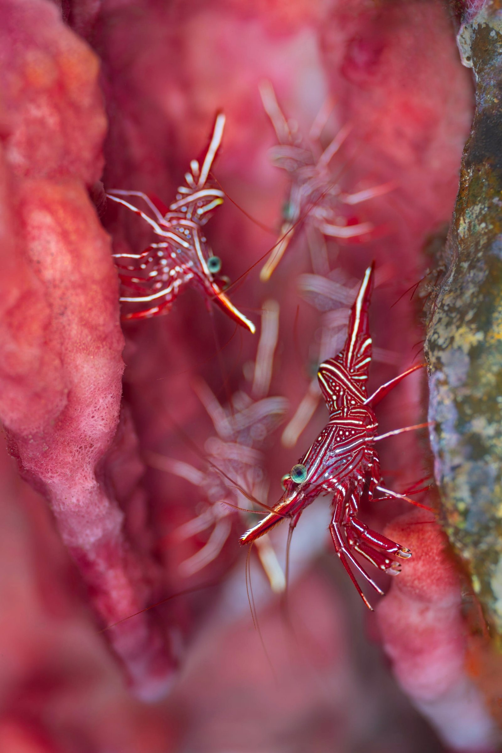 Little hinge-beak shrimps wander around inside of a pink coral colony
