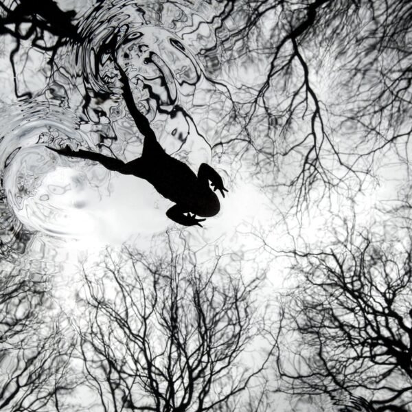 A black-and-white photograph, looking up toward leaf-less trees, with the silhouette of a toad leaping overhead