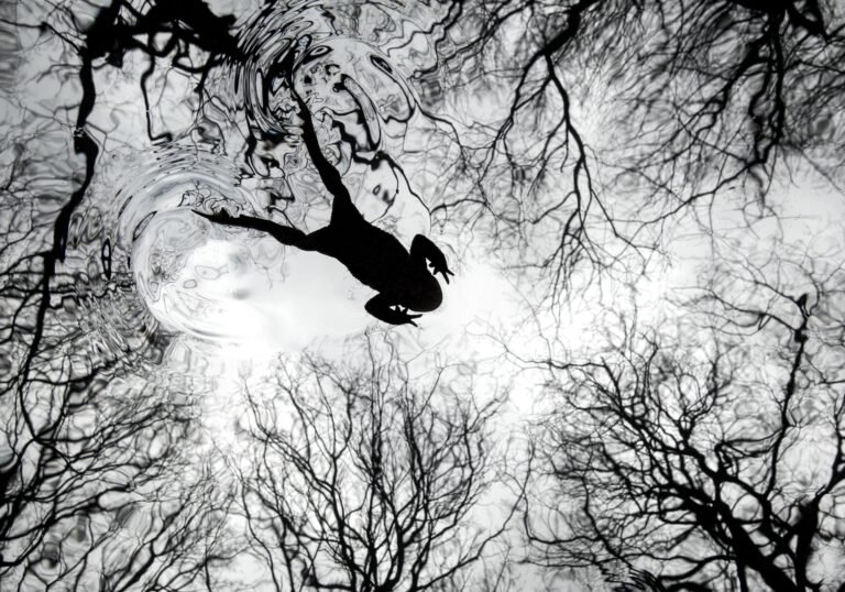 A black-and-white photograph, looking up toward leaf-less trees, with the silhouette of a toad leaping overhead