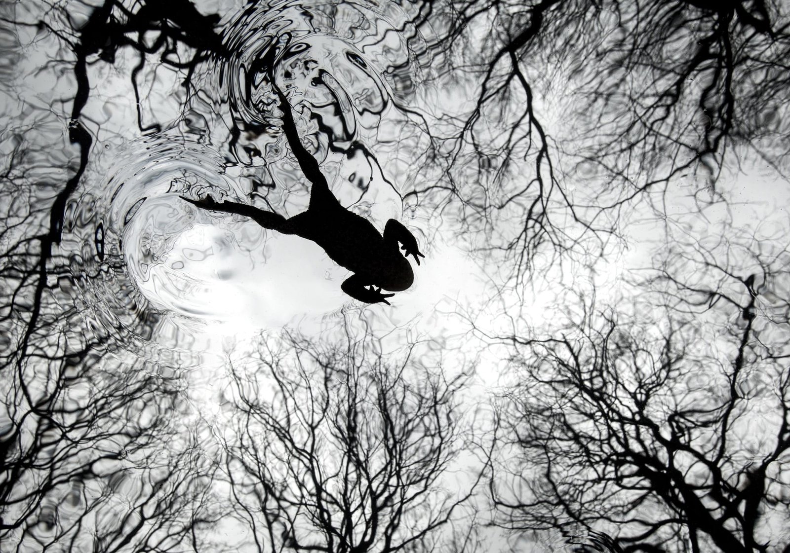 A black-and-white photograph, looking up toward leaf-less trees, with the silhouette of a toad leaping overhead