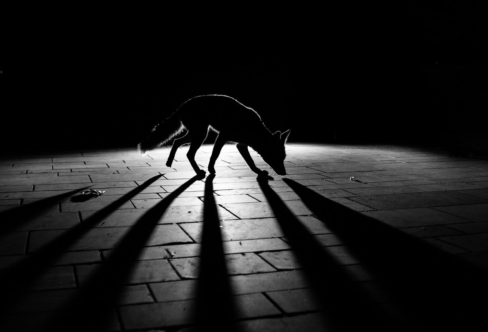 A black-and-white photo of a red fox walking across a pavement, with a light in the background casting long, dramatic shadows