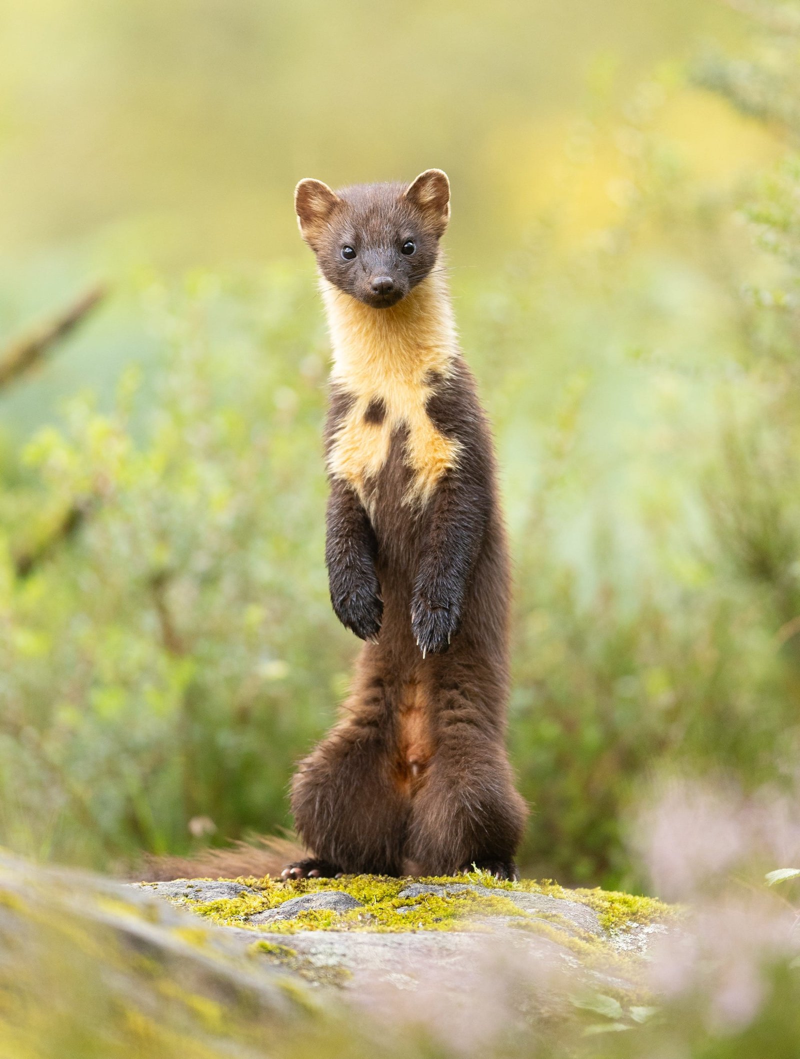 A portrait of a pine marten with its coat partly brown and partly white