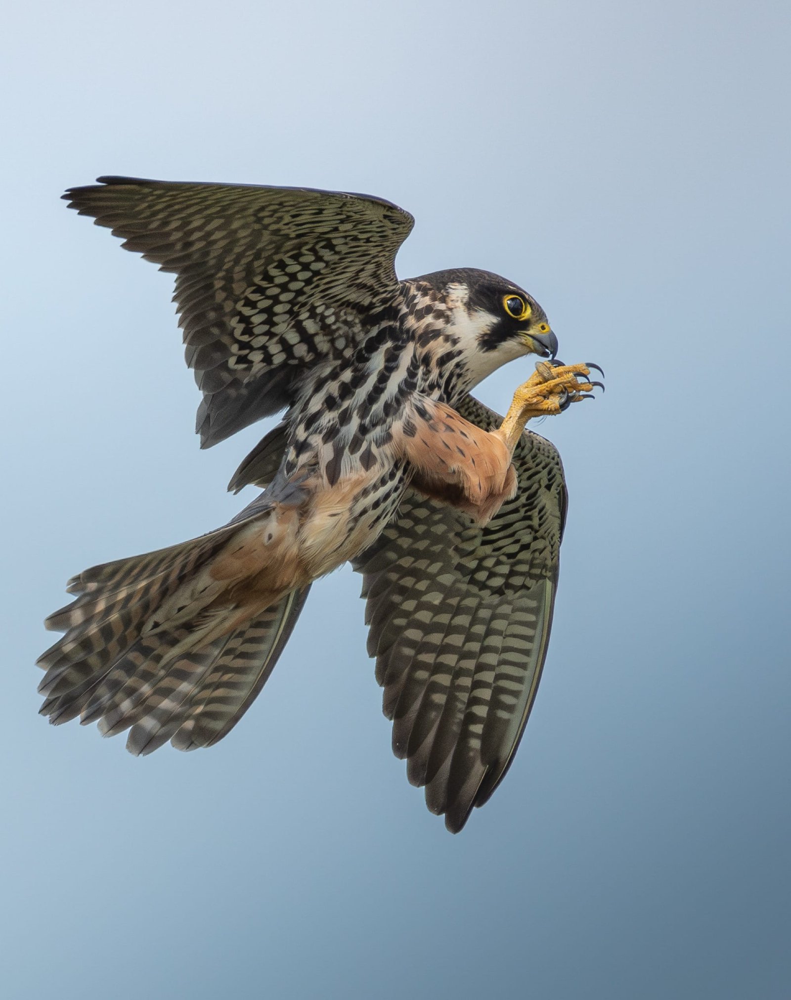A Eurasian hobby bird in flight