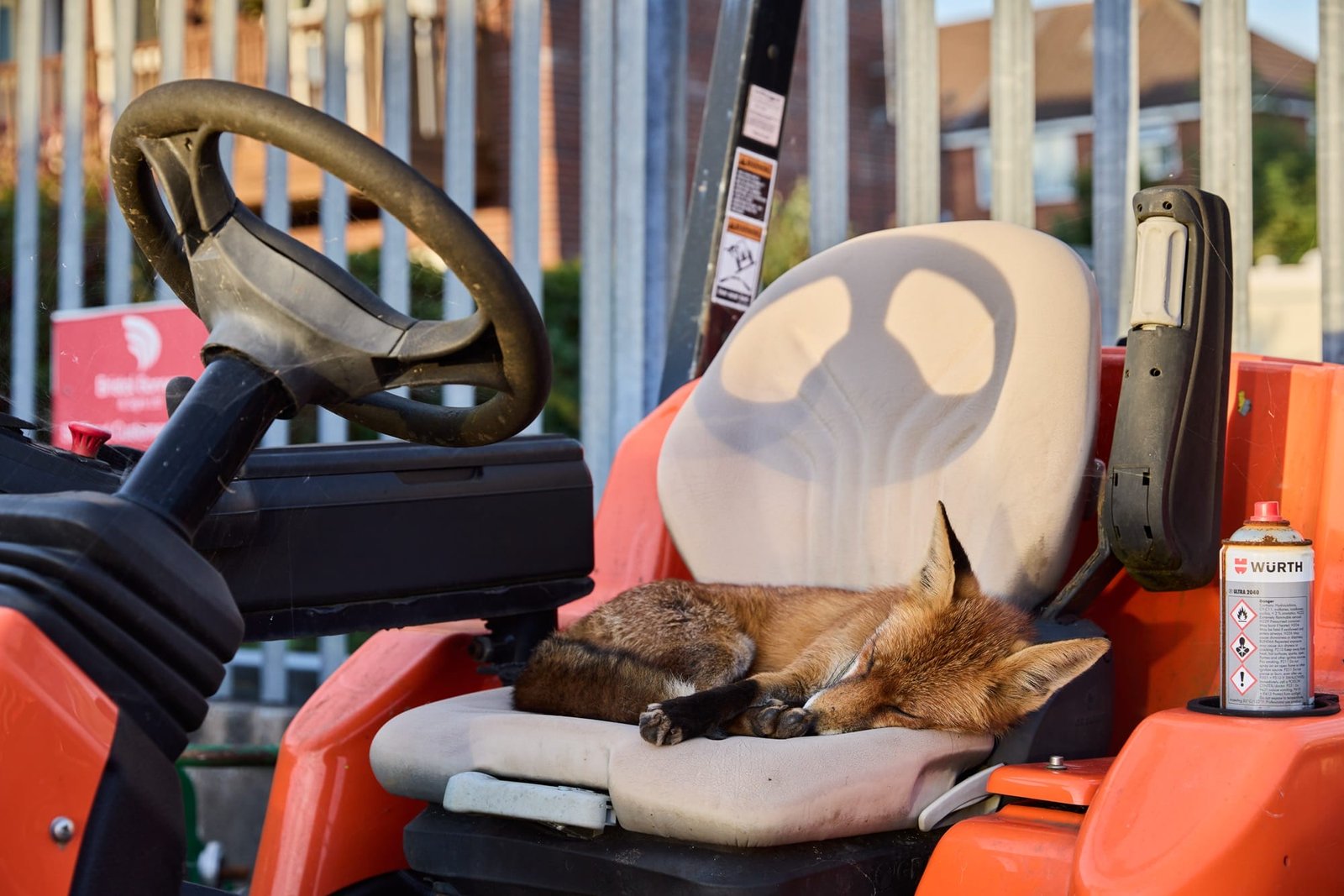 A red fox sleeps on the seat of a rideable lawn mower