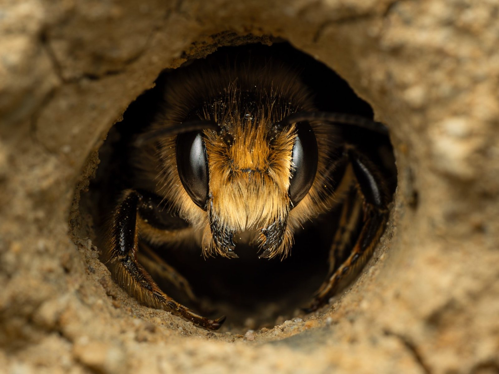 A close-up photo of a leaf-cutter bee looking out from its nest