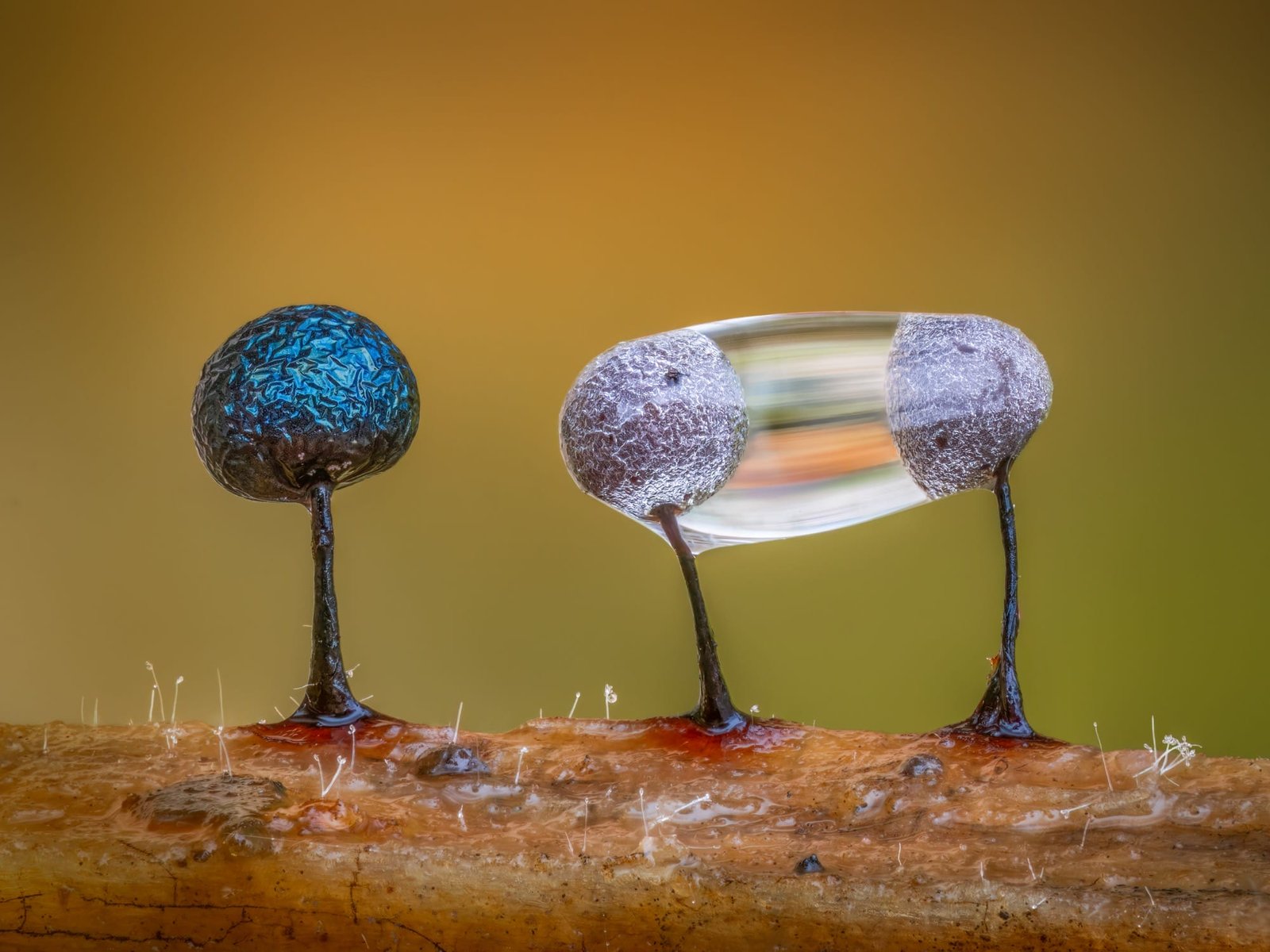 A macro photo of slime mould by Barry Webb, with a droplet of water encompassing two of the tiny orbs