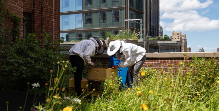 How Can Cities Assist and Be Helped by Bees