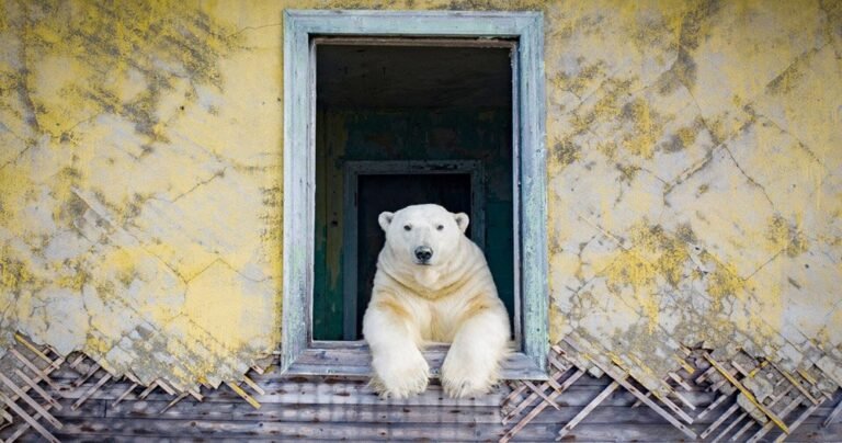 dmitry kokh pictures polar bears occupying an deserted russian climate station