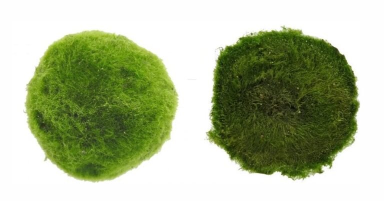 marimo algae balls could possibly be become autonomous bio-rovers powered by photosynthesis