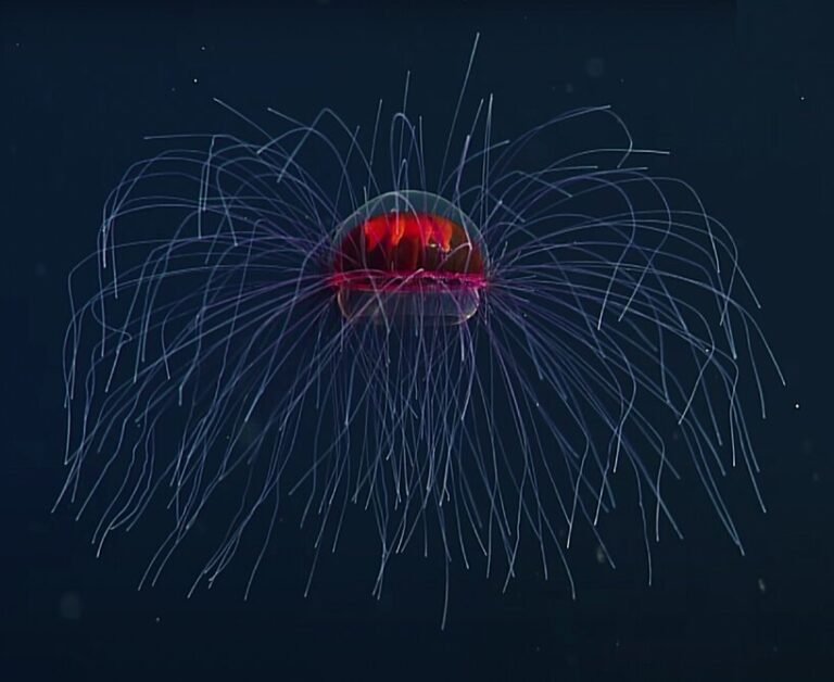 watch a uncommon footage of the psychedelic jellyfish floating throughout the pacific ocean