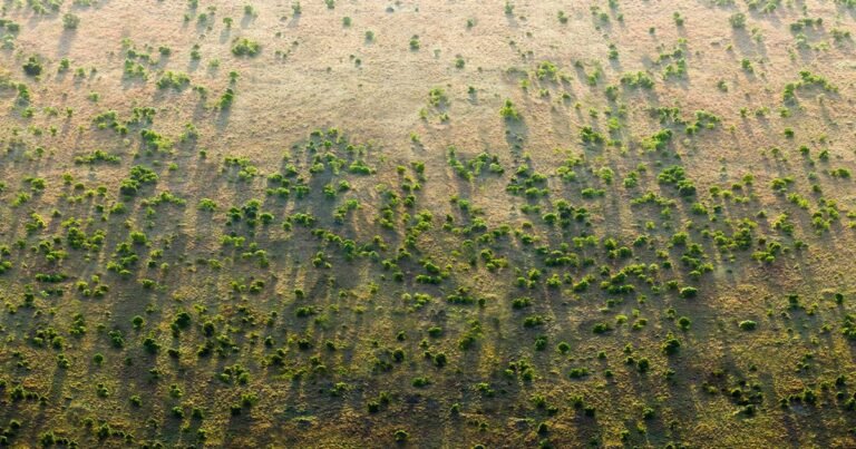 africa’s nice inexperienced wall — international locations unite to develop an 8,000 km wall of timber