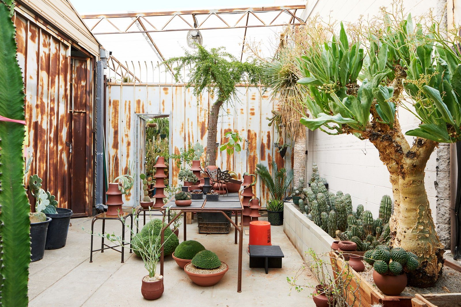 Cactus Stores يتم ترتيب عينات نادرة من الطاولات المعاد تشكيلها والأوعية الحجرية المميزة في مدخل الدفيئة.