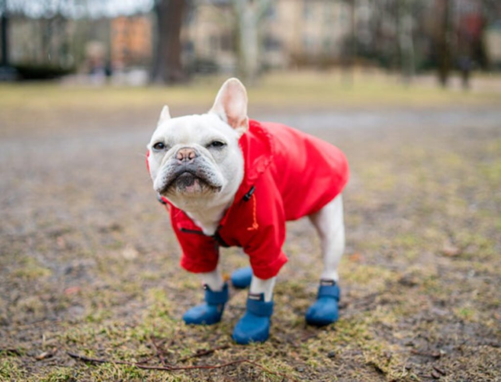 wagwellies الأزرق على بلدغ فرنسي