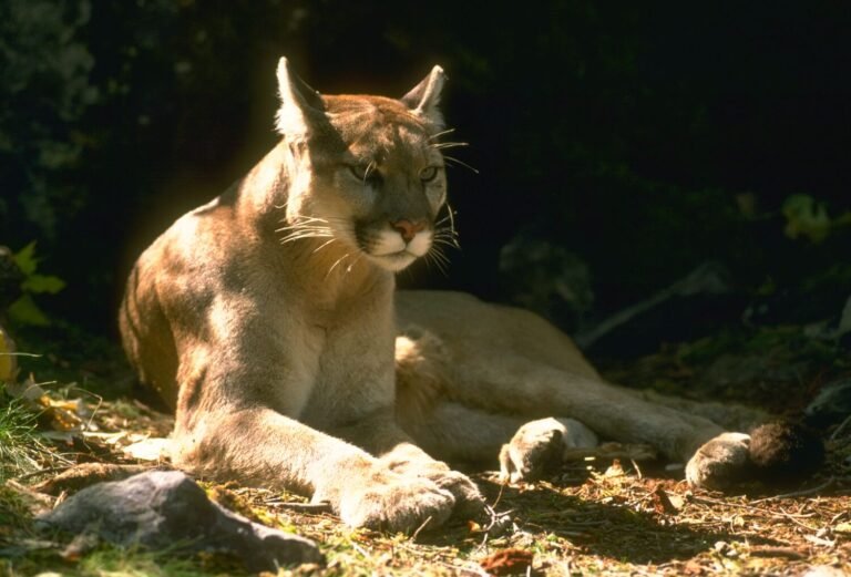 To keep away from housing mandates, this California city desires to be declared a mountain lion sanctuary