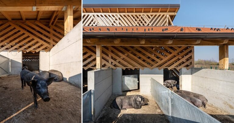 SKROZ architecture’s eco pig farm in Croatia redefines common livestock spaces