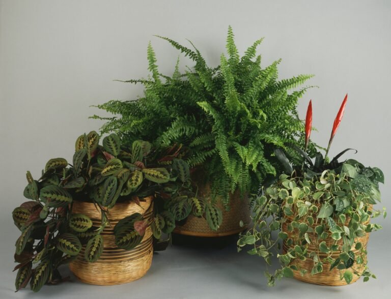 صورة لمجموعة من النباتات المنزلية المحفوظة في أصص.