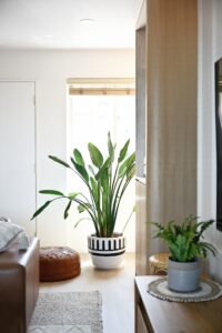 Potted banana tree by a window beside a brown pouf ottoman