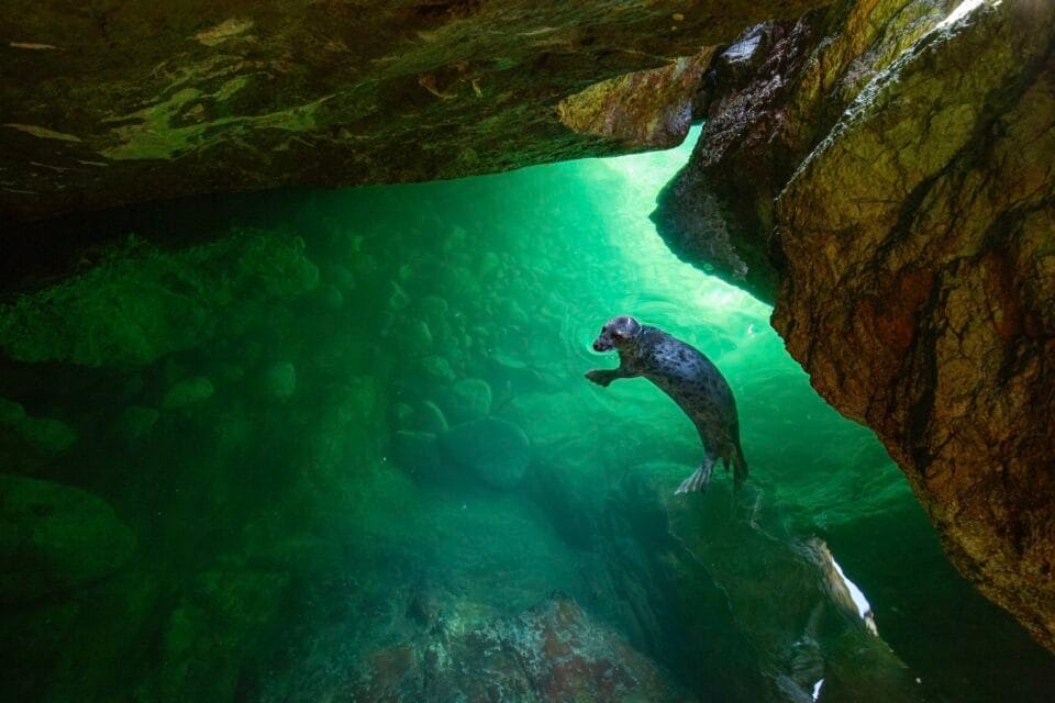 a seal swims in water illuminated green within a cave