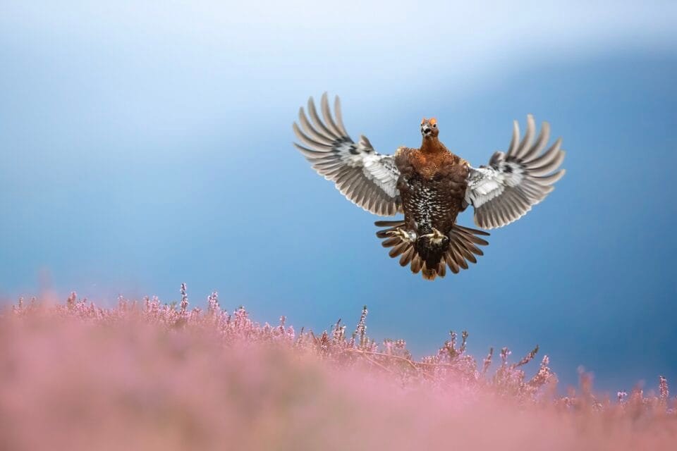 a red grouse flying up over some heather