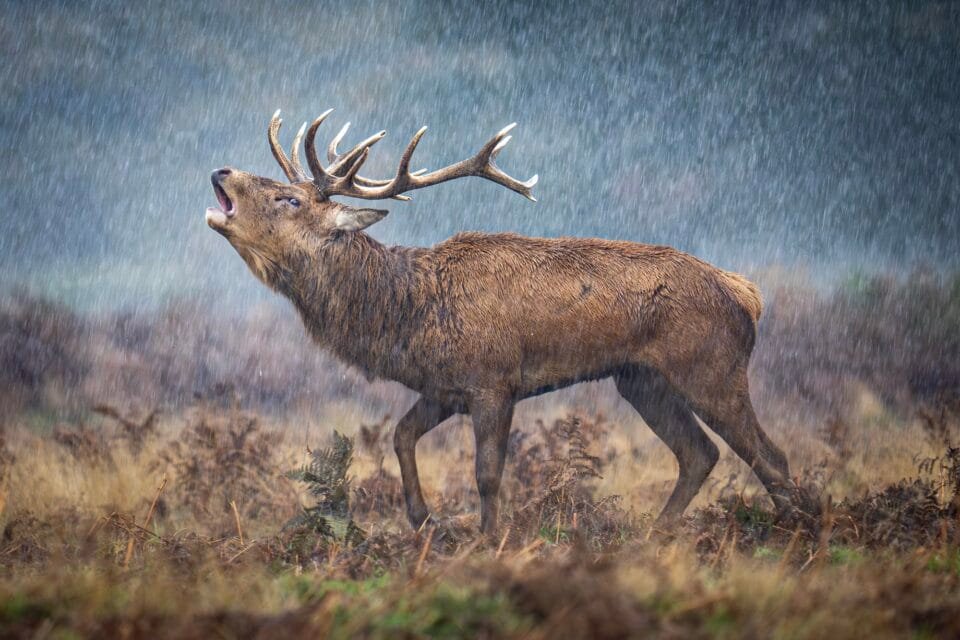 a male red deer bugling in the rain