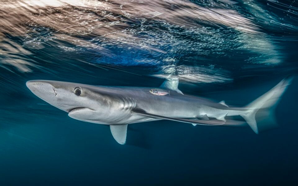 an underwater photograph of a blue shark