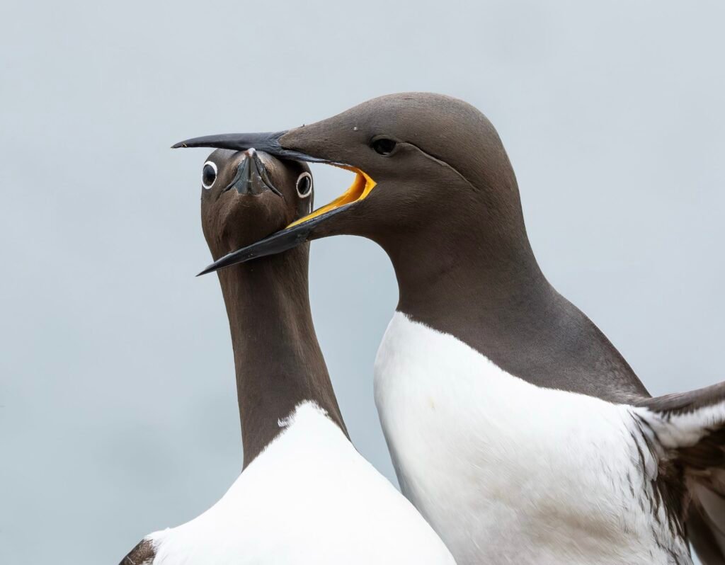 a photo by Warren Price of two Bridled Guillemots in the midst of a domestic dispute