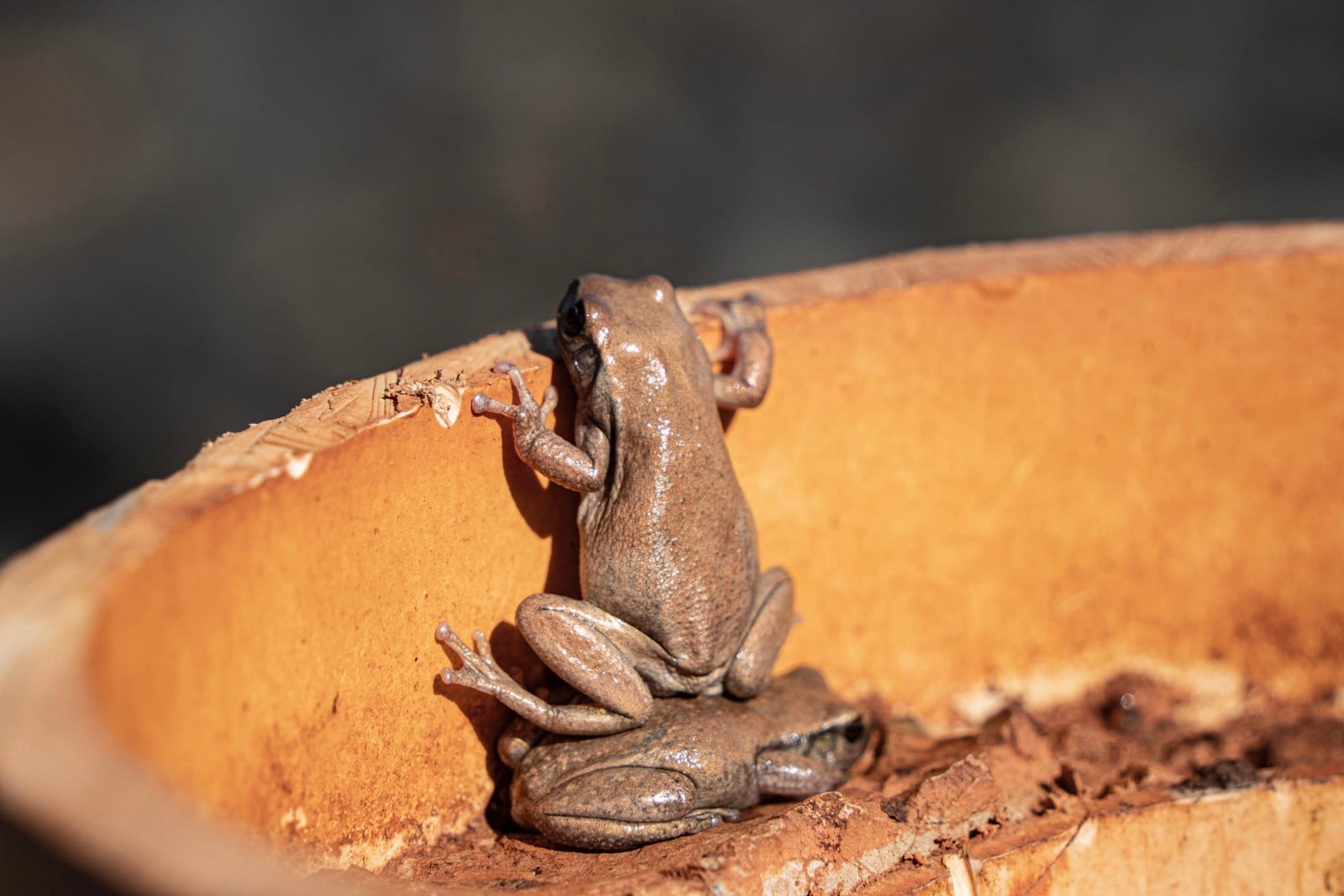 a photo by Andrew Mortimer shows a brown frog on standing on the back of another brown frog