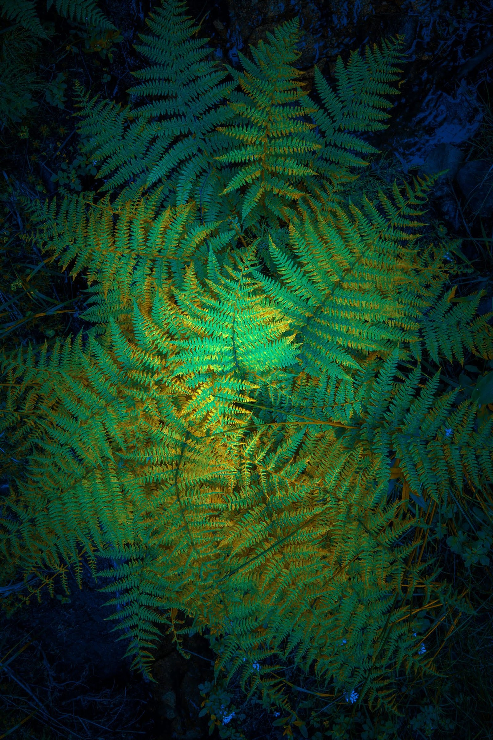 a photography of bright green fern leaves