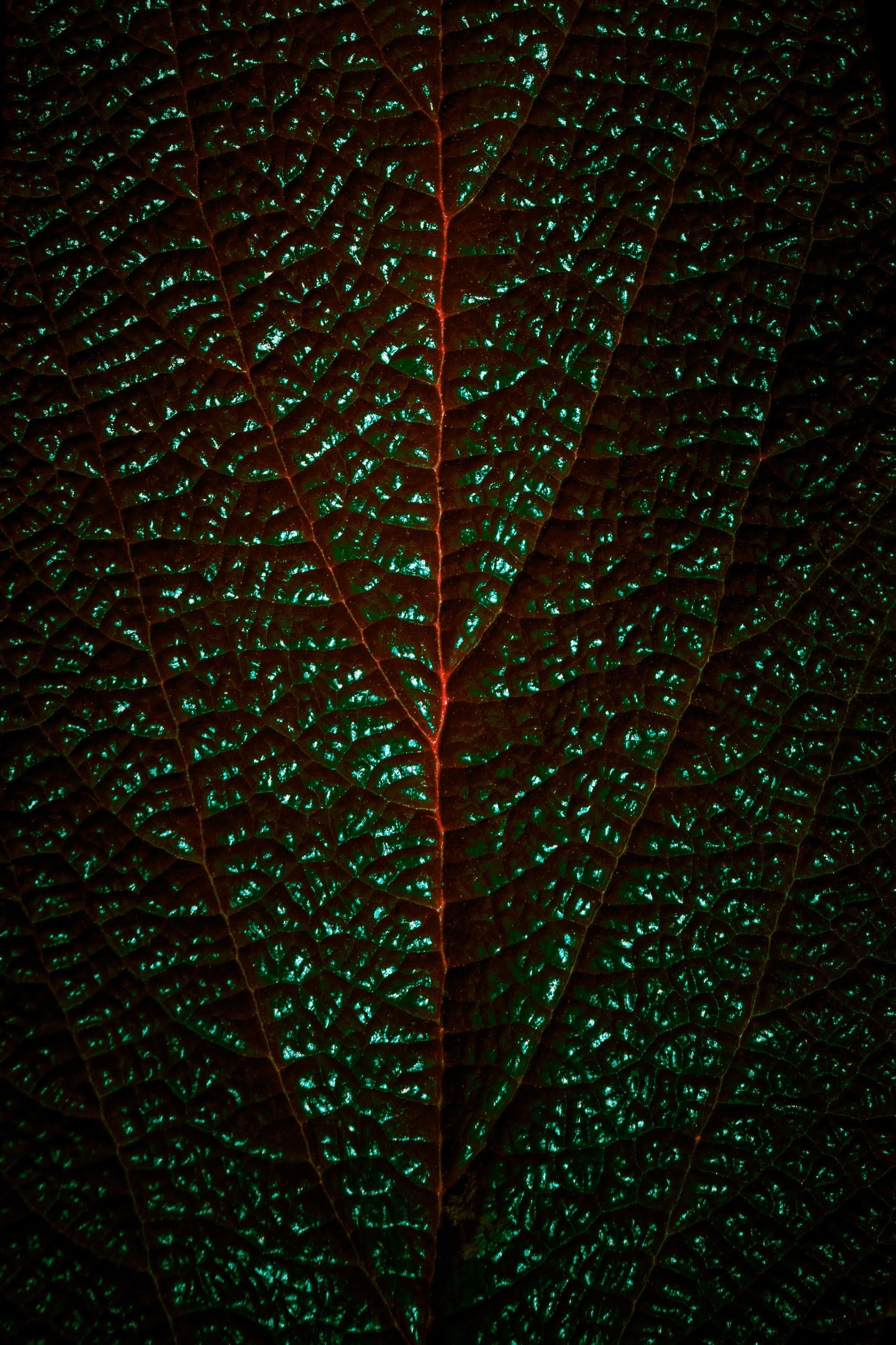 a photograph of the veins of a large leaf