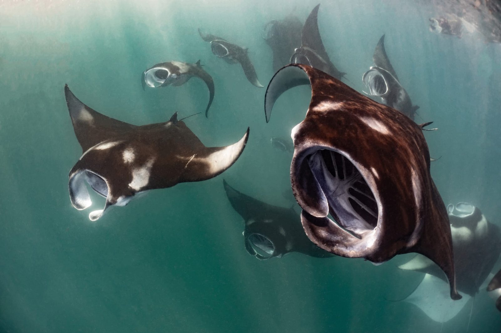 a photo by Marco Lausdei of a dozen manta rays heading straight for the camera