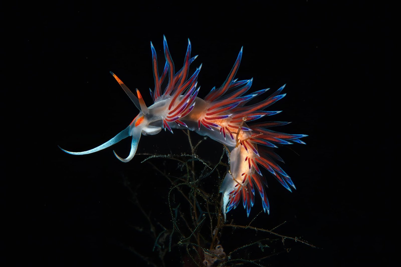 a photo by Paolo Bausani of Cratena Peregrina feeding on its prey