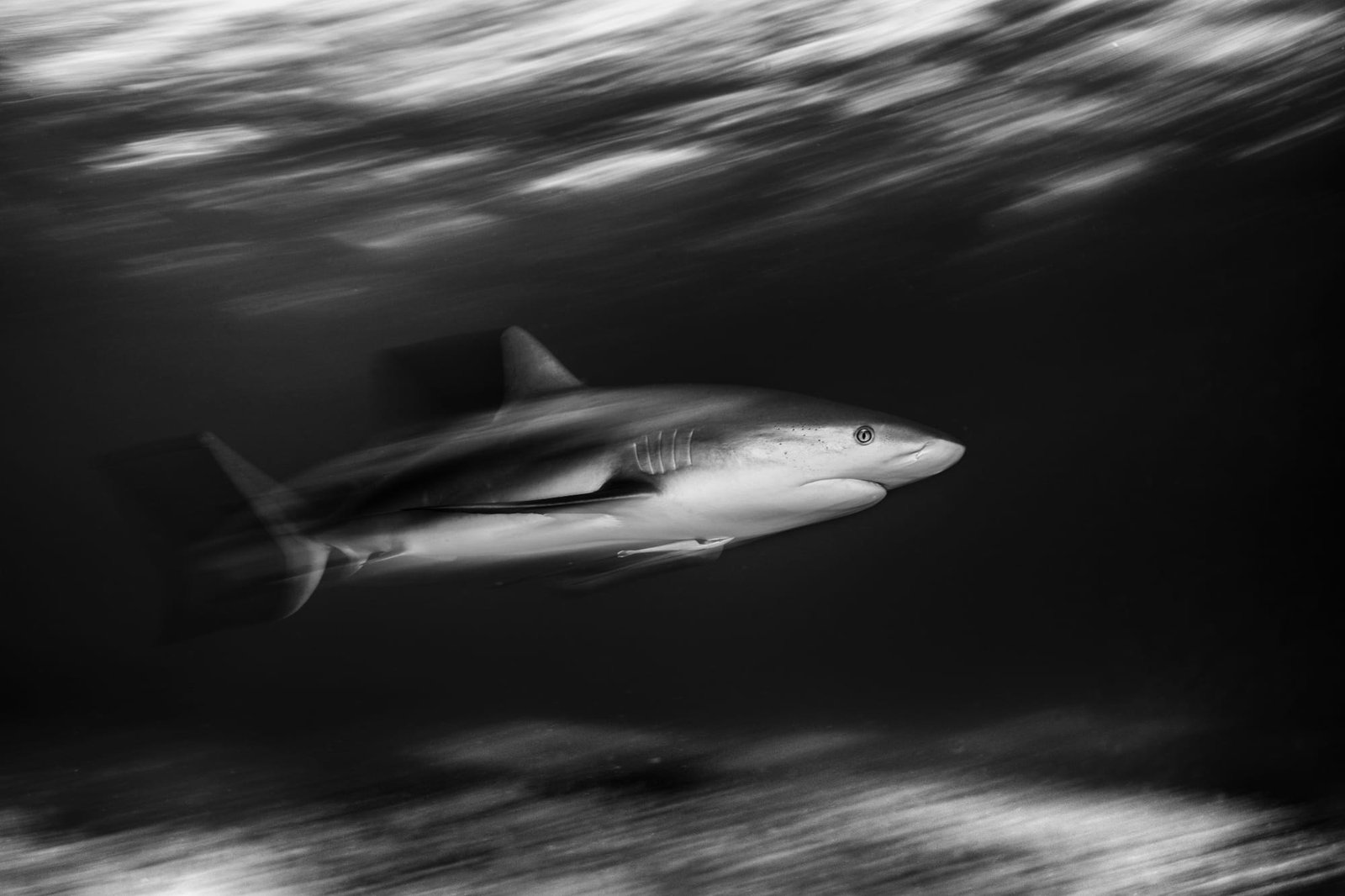 a black and white photo by Mehmet Gungen of a Tiger Shark swimming swiftly through the water
