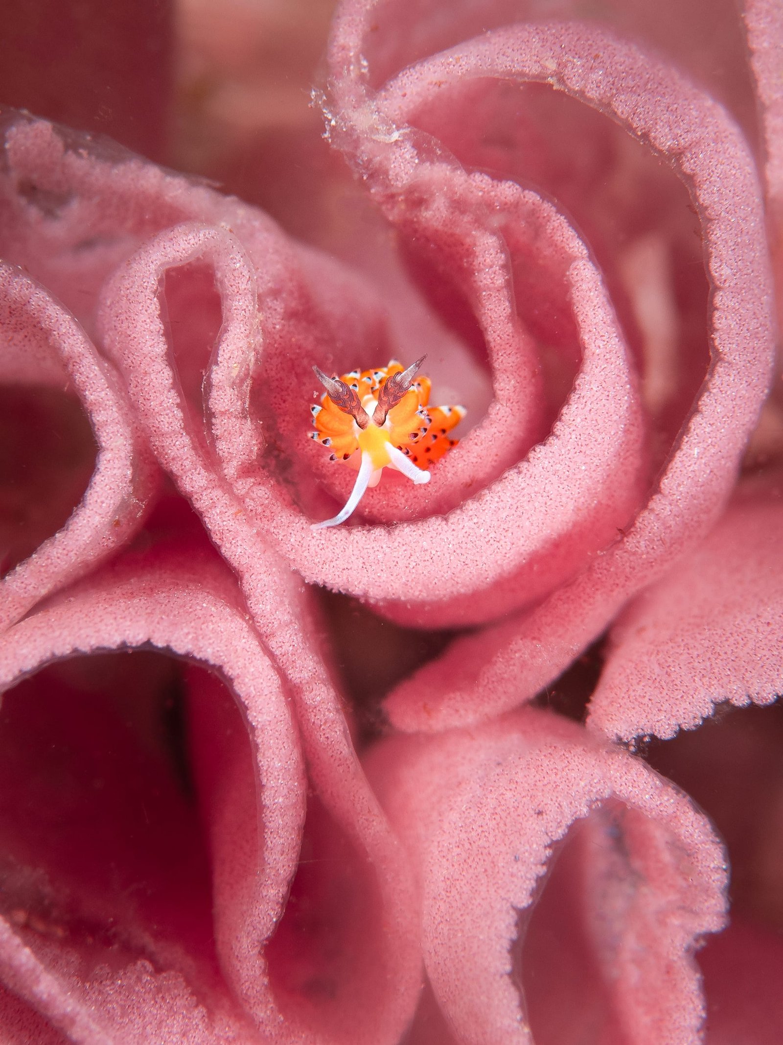 a photo by Kirsty Andrews of the eggs of a Spanish dancer (Hexabranchus sanguineus) forming pink coils. A sea slug peers out from them