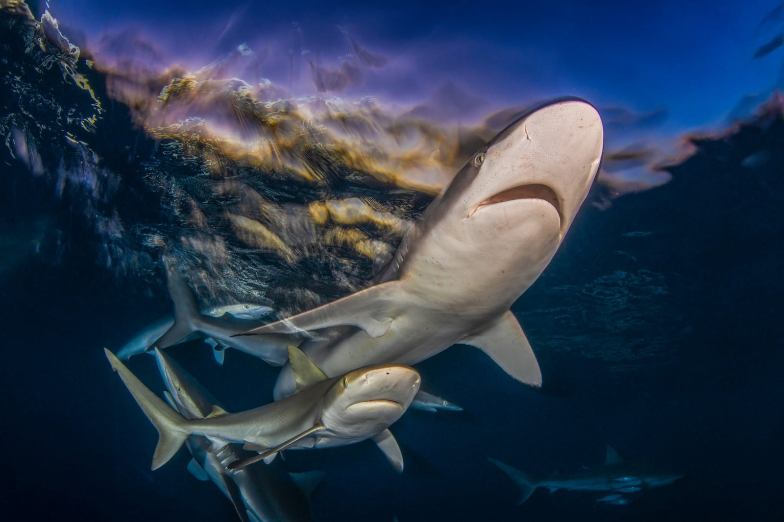 a photo by Byron Conroy of silk sharks under the surface