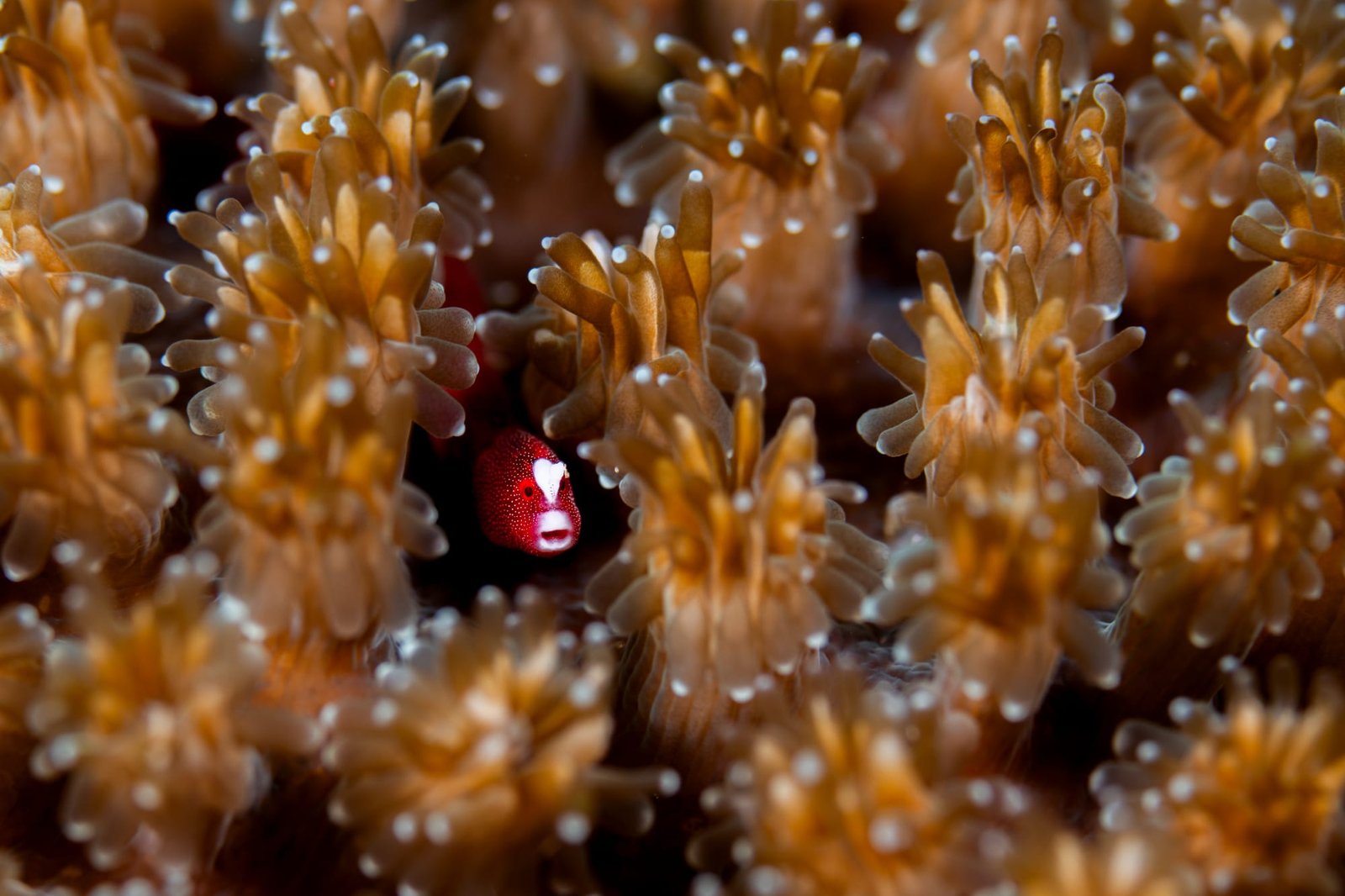 a photo by Daniel Sly of a pughead pipefish peering out from behind corals