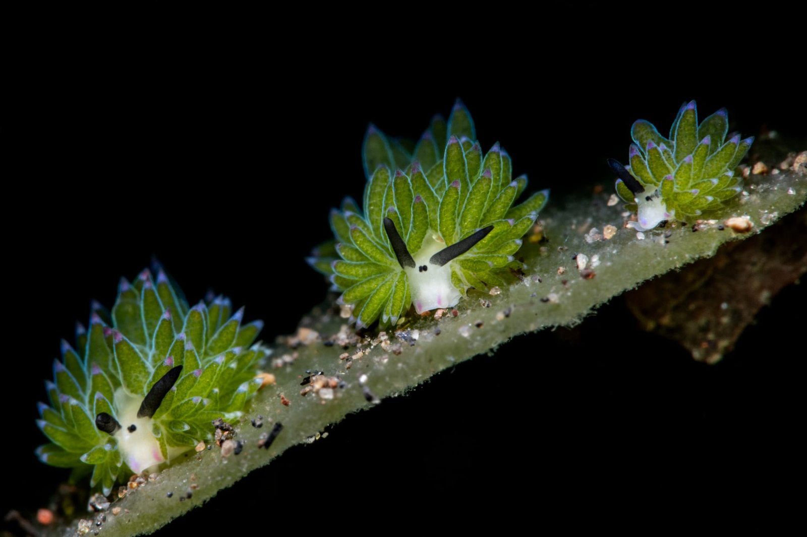 a photo by Paul Eijkemans depicting a group of Costasiella seaslugs,roaming a leaf