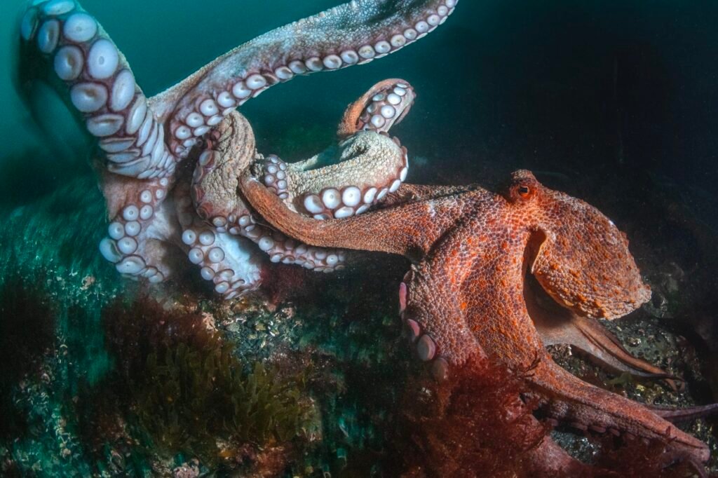 Two octopuses encounter one another underwater