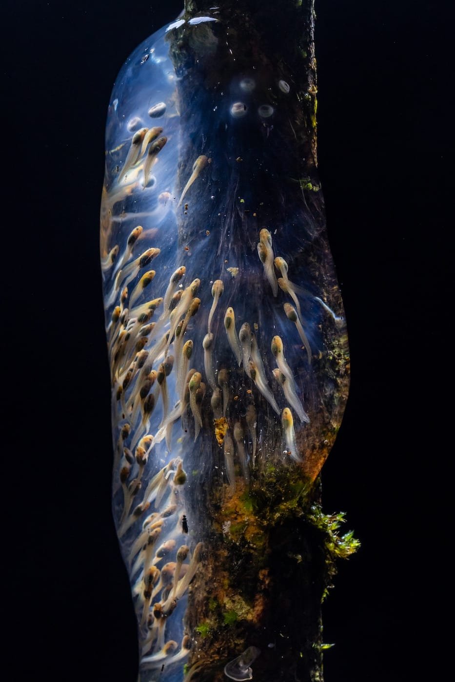 A close-up photograph of baby amphibians in a fluid pouch.