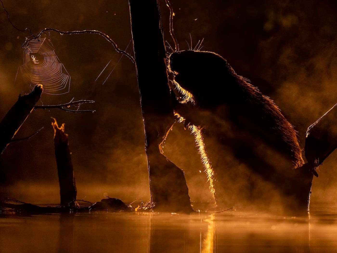 A close-up photograph of a silhouetted beaver leaning on a slender trunk, with a highlight spider in a web nearby.