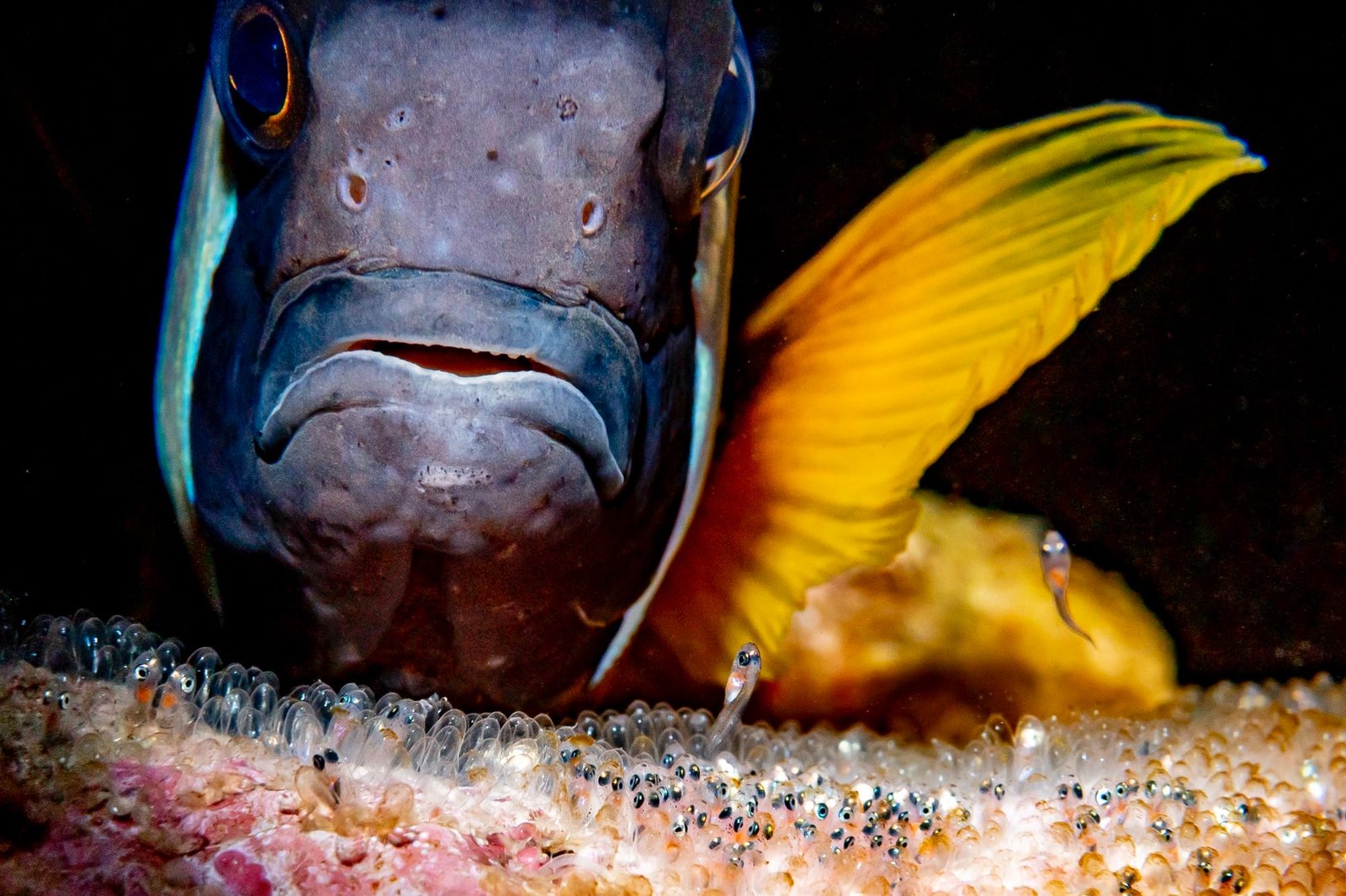 A photograph of a fish protecting its eggs
