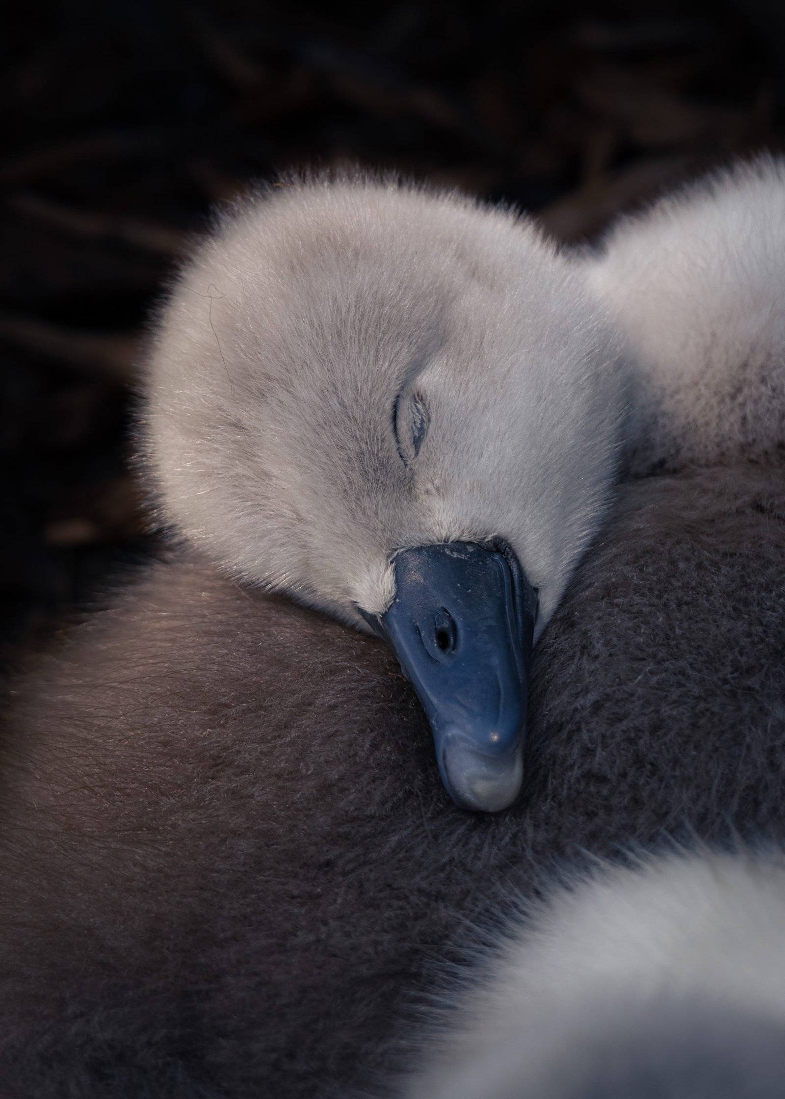 A sleeping gray cygnet