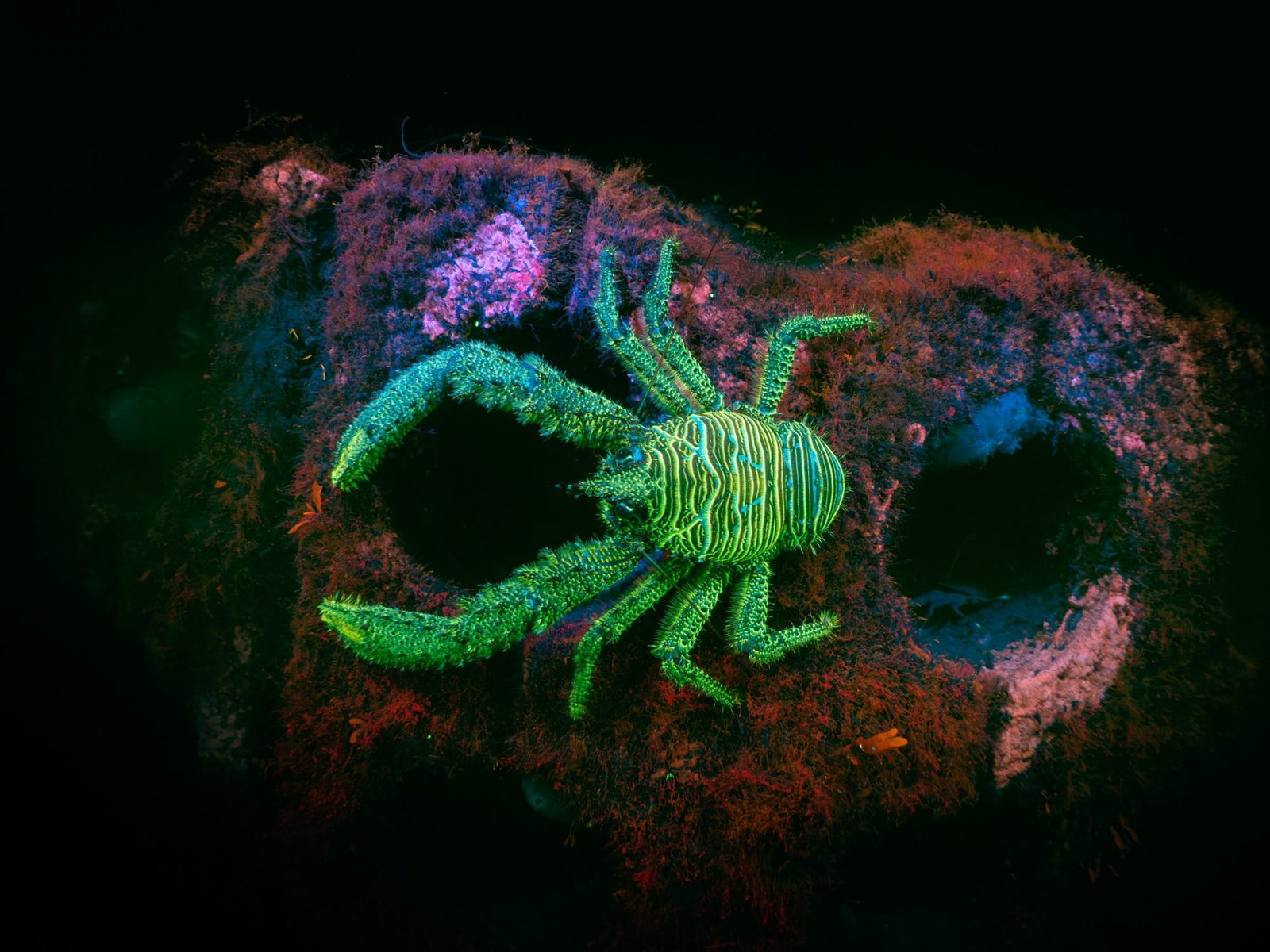 A fluorescent green spiny squat lobster underwater