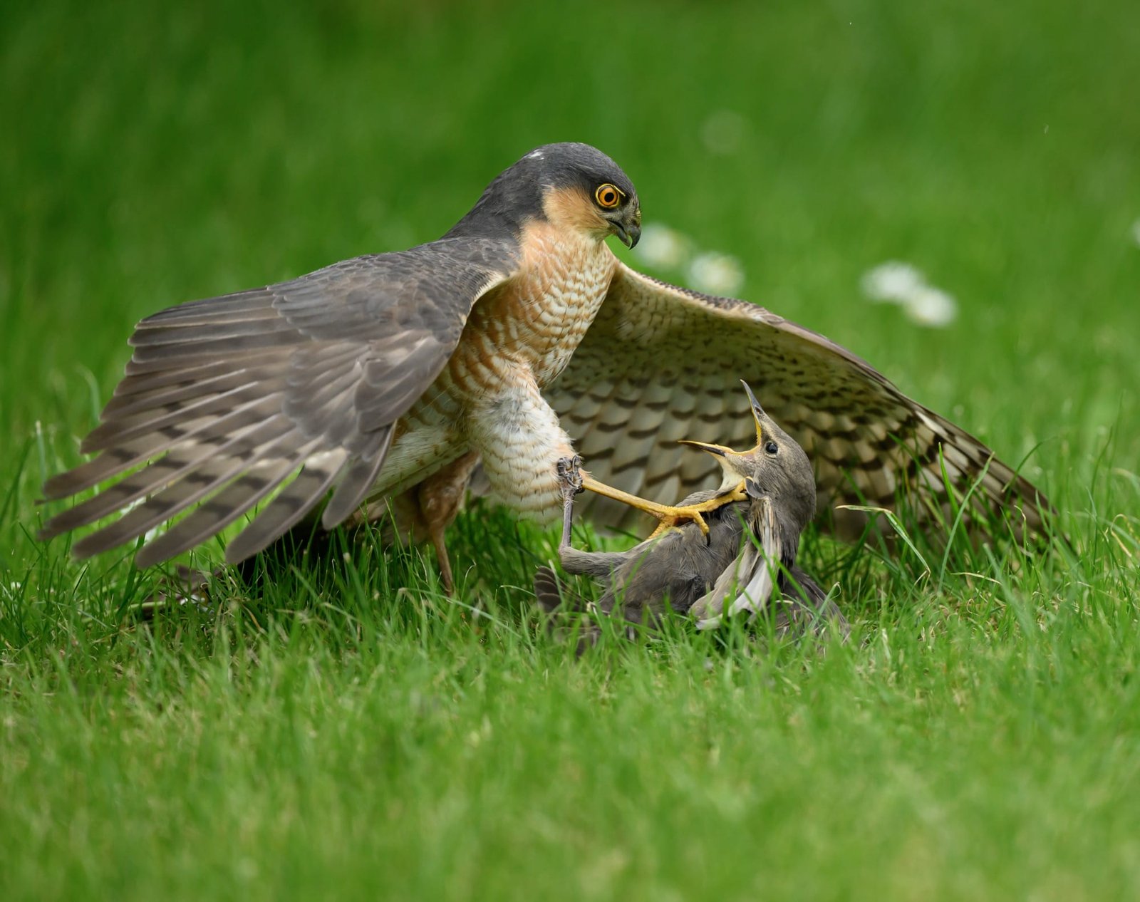 A sparrowhawk attacks a juvenile starling in a green meadow