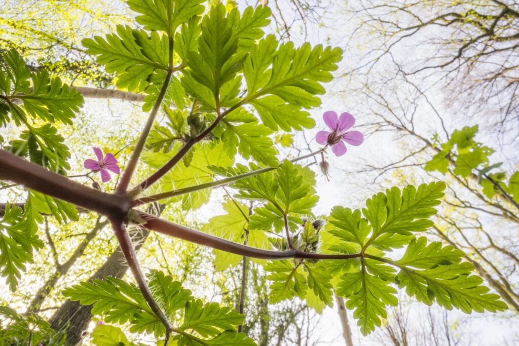 Theo Bosboom Takes a Bug’s-Eye View in His Perspective-Shifting ‘Flowerscapes’